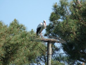 Cigogne sur son nid