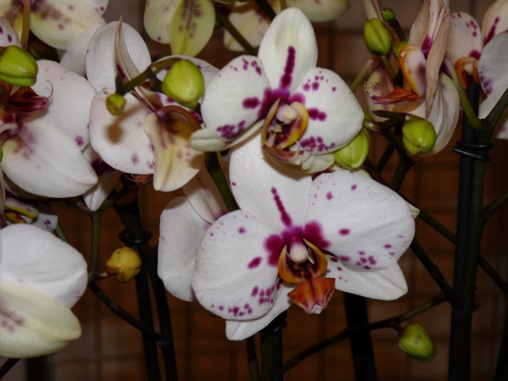 ORCHIDEE
