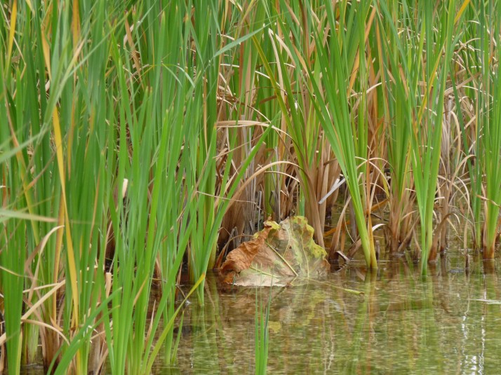 Agonie d'une feuille